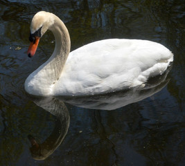 Swan and reflection 