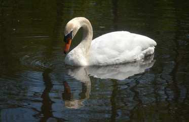Swan and reflection