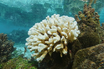 Obraz premium Coral bleaching, Pocillopora coral bleached due to El Nino, Pacific ocean, shallow water of Huahine island lagoon, French Polynesia