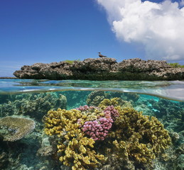 Tropical fish and cauliflower coral in shallow water, Moorea lagoon, Pacific ocean, French Polynesia