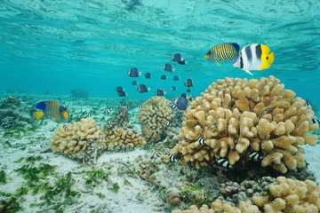 Fototapeta na wymiar Tropical fish and cauliflower coral in shallow water, Moorea lagoon, Pacific ocean, French Polynesia