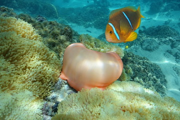 Magnificent sea anemone with an orange-fin anemonefish, underwater marine life, Pacific ocean, French Polynesia