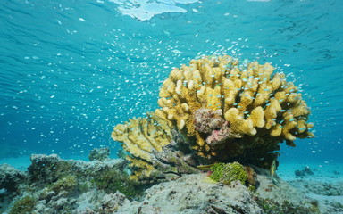 Naklejka na ściany i meble Shoal of fish blue-green chromis, around cauliflower coral, underwater Moorea lagoon, Pacific ocean, French Polynesia