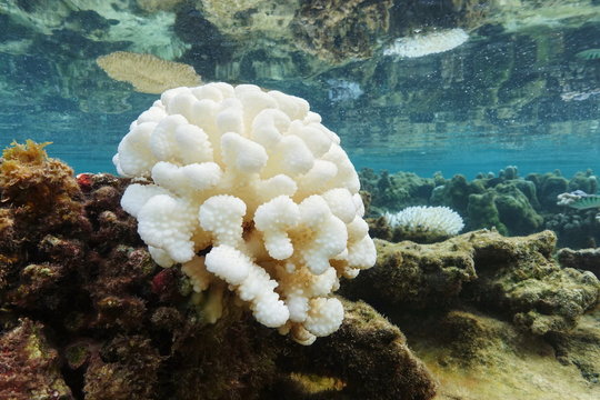 Coral bleaching due to El Nino in the Pacific ocean, lagoon of Huahine island, French Polynesia