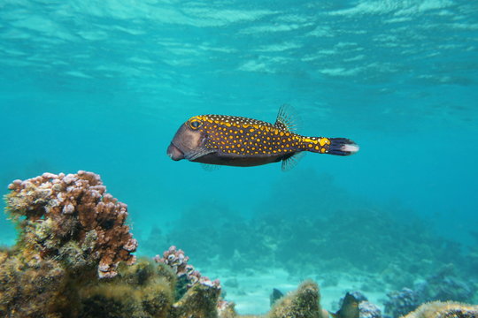 Tropical fish, a male white-spotted boxfish, Ostracion meleagris, Pacific ocean, underwater in the lagoon of Huahine island, French Polynesia