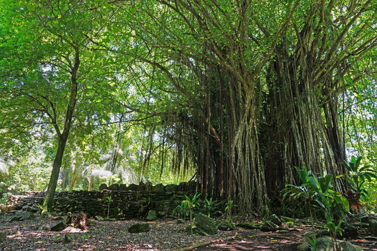 Large Banyan tree at the site of an ancient marae (sacred place), Maeva, Huahine island, French Polynesia
