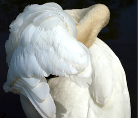 Swan hiding in feathers