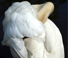 Obraz premium Swan hiding in feathers