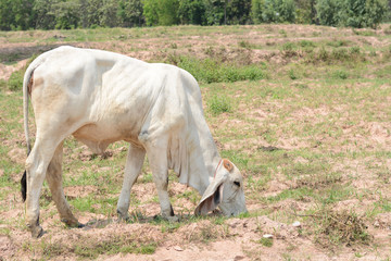 Cow in field