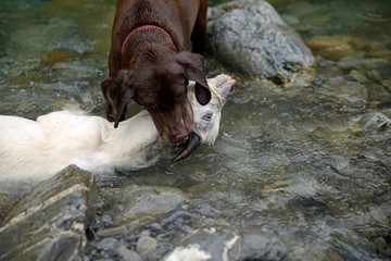 A retriever leaves his normal job of finding shot pheasants and throttles a young feral goat in a...