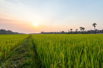 Naklejka premium Rice field Siem Reap, Cambodia Apr 2016