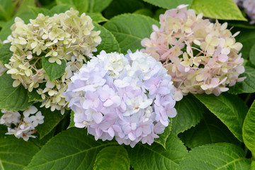 Fototapeta premium Purple Hydrangeas