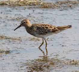 Wading Pectoral Sandpiper