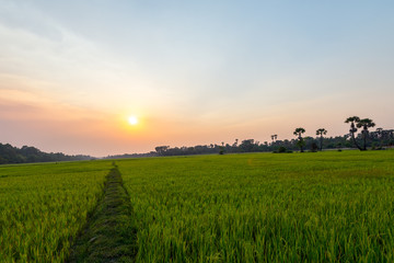 Fototapeta premium Rice field Siem Reap, Cambodia Apr 2016