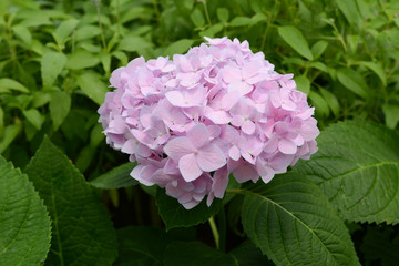 Purple Hydrangeas
