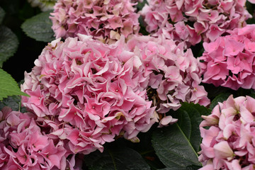 Pink Hydrangeas