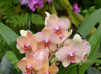 Phalaenopsis