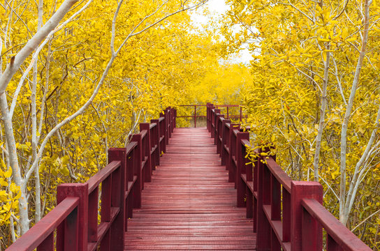 Fototapeta wooden bridge & autumn forest.