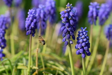Traubenhyazinthen mit Biene im Anflug