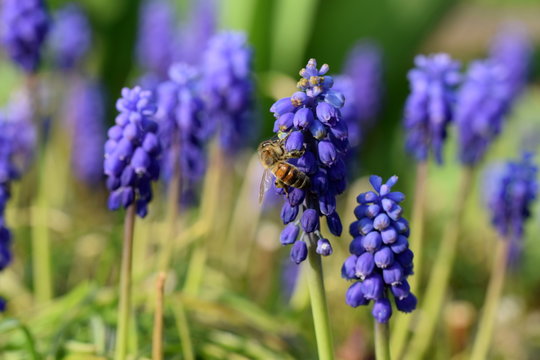 Traubenhyazinthen mit Biene