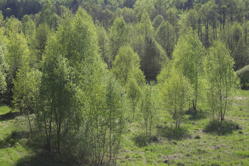 Landscape forest green. russia summer landscape - green fileds.