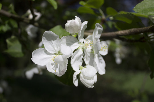 Apple tree in blossom. flowers of Apple tree.