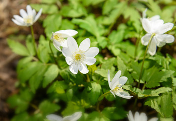 Flowers  snowdrop Anemone
