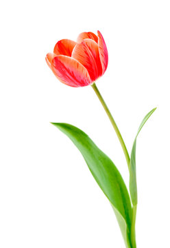 Red tulips flower