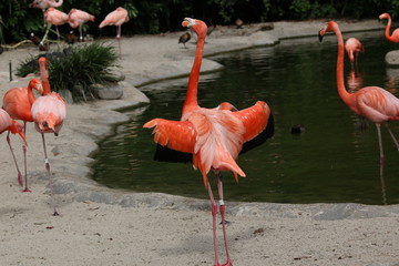 Flamingo (Ciconiiformes, Phoenicopteridae, Phoenicopterus ruber)