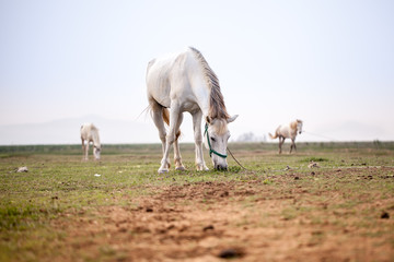 Obraz premium Grazing horse