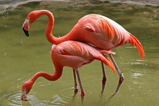 Flamingo Mating Ritual (Ciconiiformes, Phoenicopteridae, Phoenicopterus ruber)