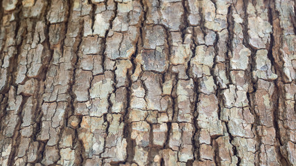 Bark texture background