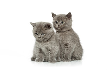 little british short hair blue kittens