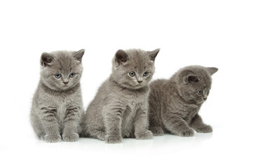 Fototapeta na wymiar little british short hair blue kittens