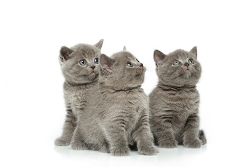 little british short hair blue kittens