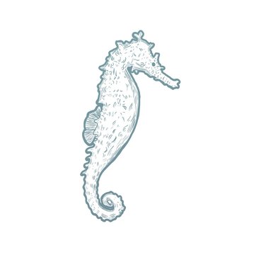 Seahorse. Original hand drawn illustration
