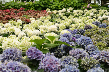 Hydrangeas