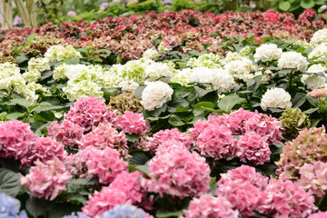 Hydrangeas