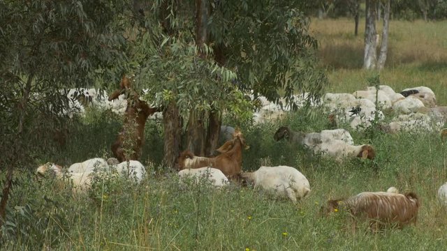 sheeps Goats Flocks Field