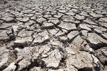 Dry land. Cracked ground background.