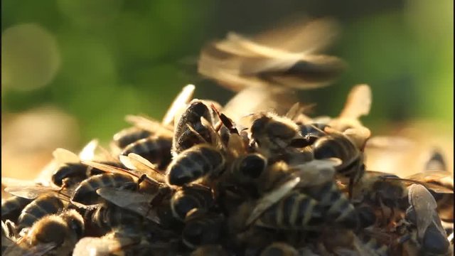 Video for relaxation. Warm tones and slow flapping insect wings calming effect.
In evening bees fly slowly. The video shows a low frequency sweeps of insect wings.
