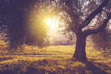 Fototapeta na wymiar Countryside spring landscape at sunrise