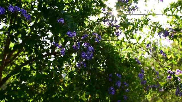 Butterfly Tree Sun
