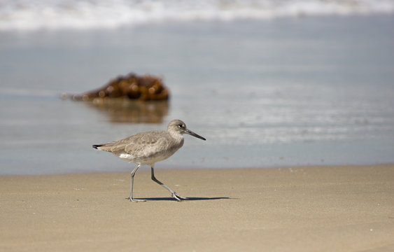 Millett wading shorebird on beach