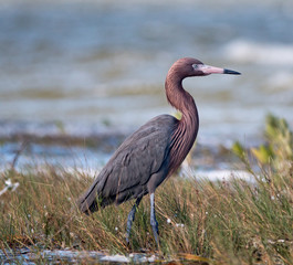 Reddish Egret walking in marshy shallow tidal waters of Isla Blanca Cancun Mexico