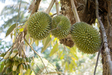 Durian Fruit Flower