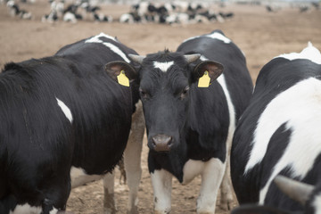 Herd of inquisitive black and white Holstein dairy cows