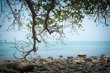 Twig trees of big tree at by sea