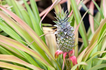 Pineapple growing in a farm