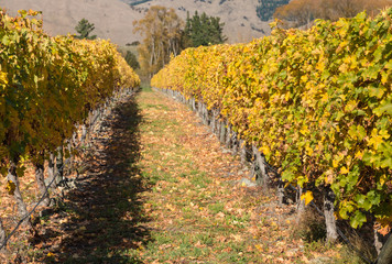 Fototapeta na wymiar vineyard in autumn 